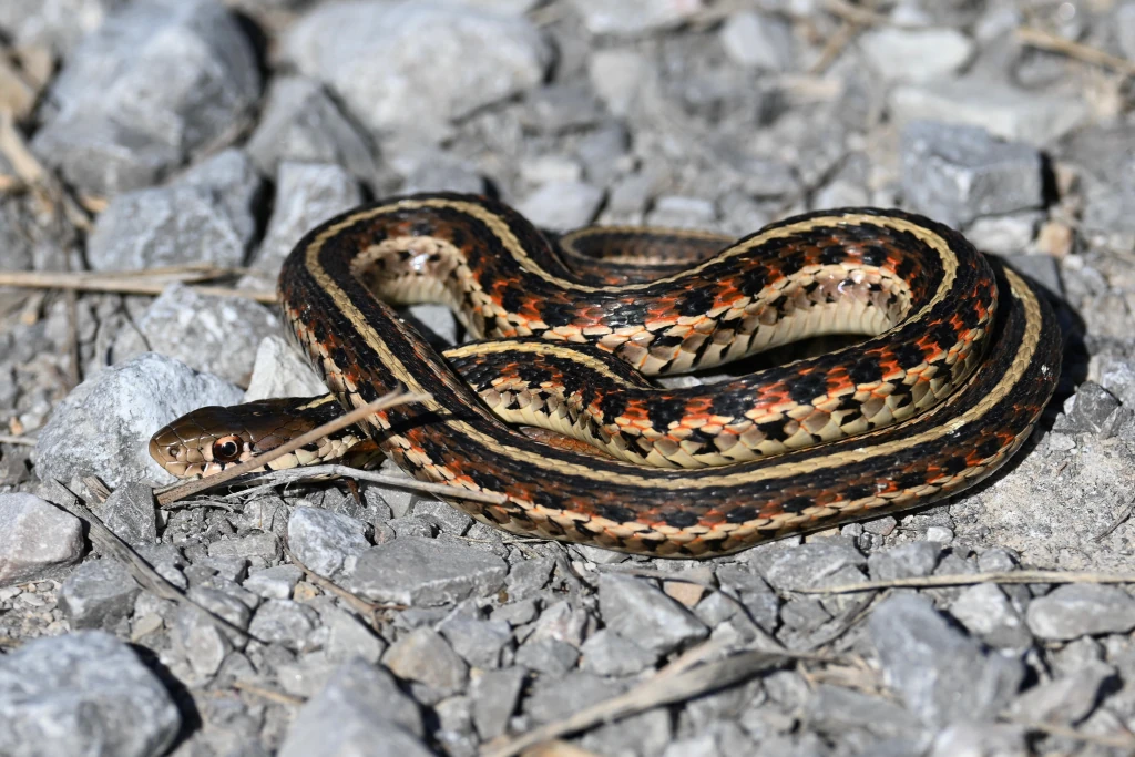Common gartersnake on gravel