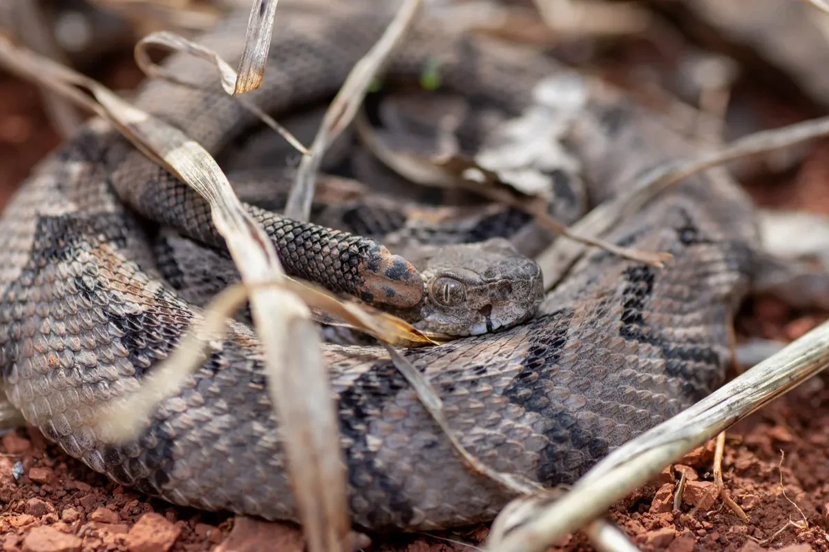 Oklahoma Herpetological Society field photography