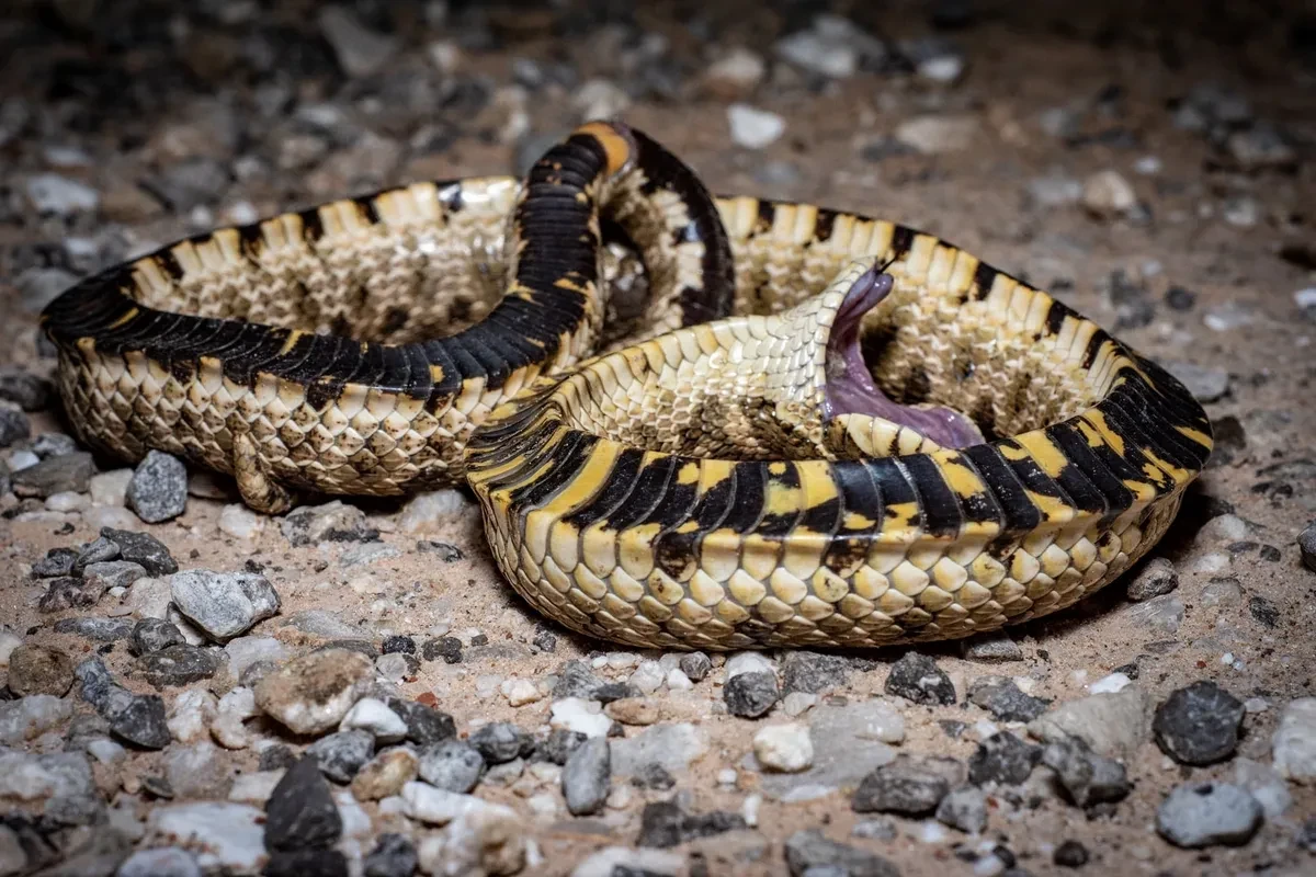 Oklahoma Herpetological Society field photography