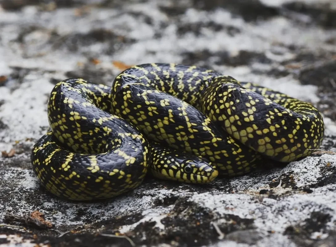 Oklahoma Herpetological Society field photography