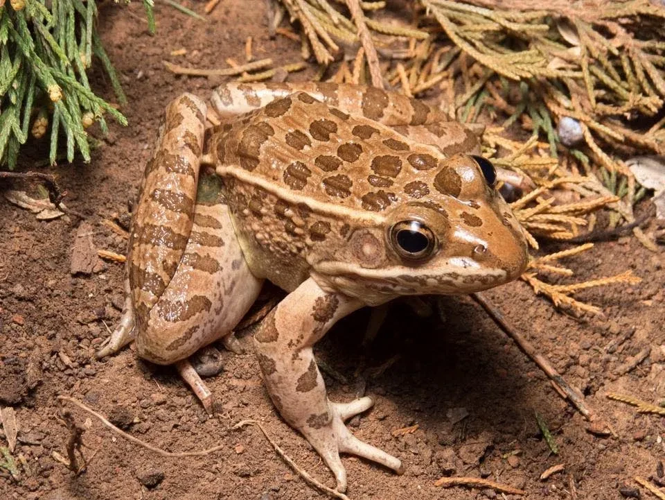 Oklahoma Herpetological Society field photography