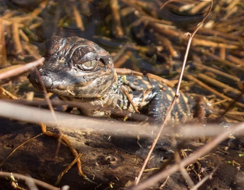 Oklahoma Herpetological Society field photography
